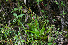 Guzmania rhonhofiana
