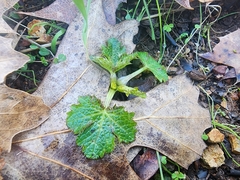 Sanicula crassicaulis