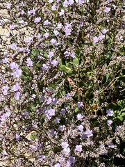 Limonium hyblaeum