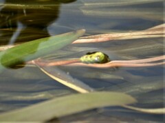 Potamogeton epihydrus