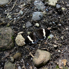 Trichodezia albovittata