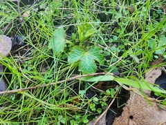 Sanicula crassicaulis