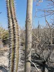 Cephalocereus nudus