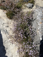 Limonium hyblaeum
