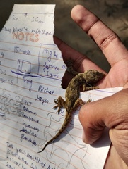 Hemidactylus leschenaultii