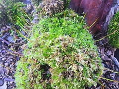 Funaria hygrometrica