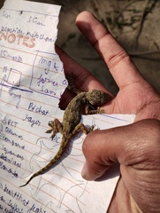 Hemidactylus leschenaultii