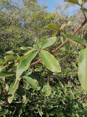 Vitex mollis