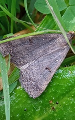 Erebidae