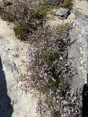 Limonium hyblaeum