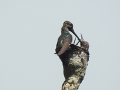Heliomaster longirostris