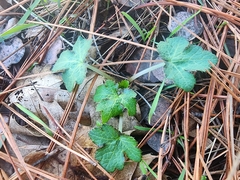 Sanicula crassicaulis
