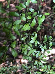 Everistia vacciniifolia nervosa