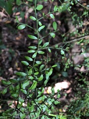Everistia vacciniifolia nervosa