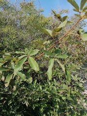 Vitex mollis