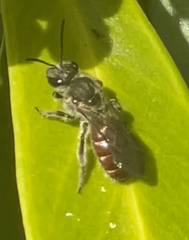 Parasphecodes