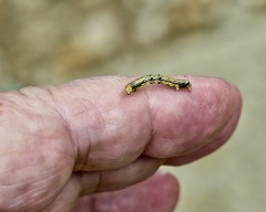 Phigalia strigataria