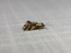 Philenora chionastis