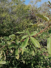 Vitex mollis