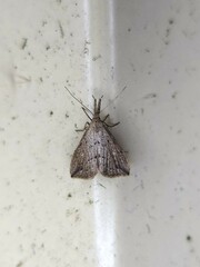 Trigonistis demonias