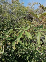 Vitex mollis