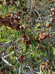 Wimmeria microphylla