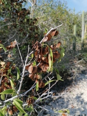 Wimmeria microphylla