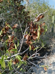 Wimmeria microphylla