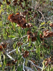 Wimmeria microphylla