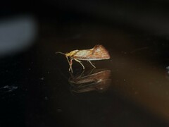 Crepidosceles chryserythra