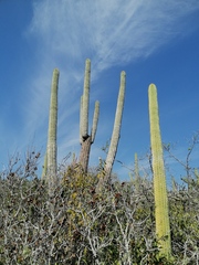 Cephalocereus nudus
