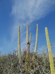 Cephalocereus nudus