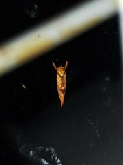 Crepidosceles chryserythra