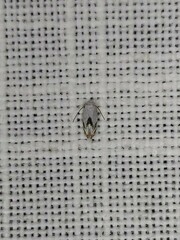 Opostegoides gephyraea