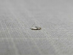 Opostegoides gephyraea