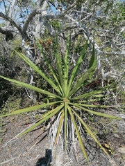 Agave karwinskii
