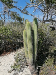 Cephalocereus nudus