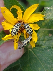 Astylus atromaculatus