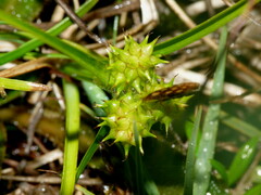 Carex flaviformis