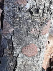 Hypoxylon rubiginosum