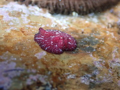 Pseudoceros rubronanus