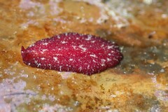 Pseudoceros rubronanus