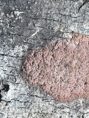 Hypoxylon rubiginosum