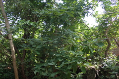 Tabernaemontana glabra