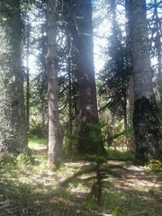 Araucaria araucana