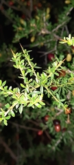 Condalia microphylla