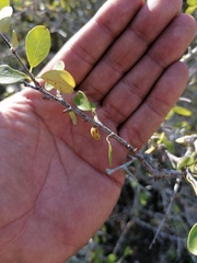Erythroxylum havanense