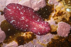 Pseudoceros rubronanus