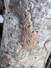 Hypoxylon rubiginosum