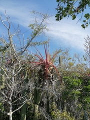 Tillandsia huamelulaensis